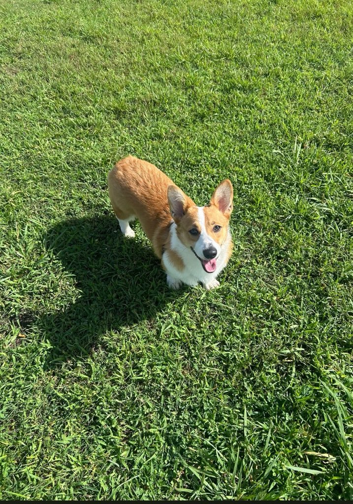 A corgi standing on a grassy lawn